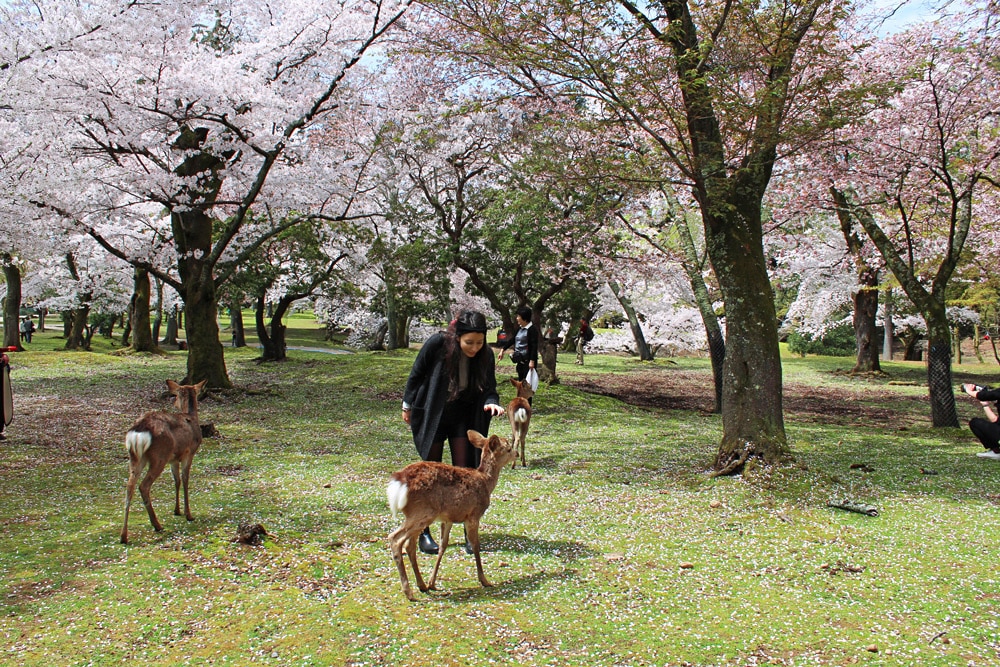 THE PERFECT DAY TRIP TO NARA, JAPAN